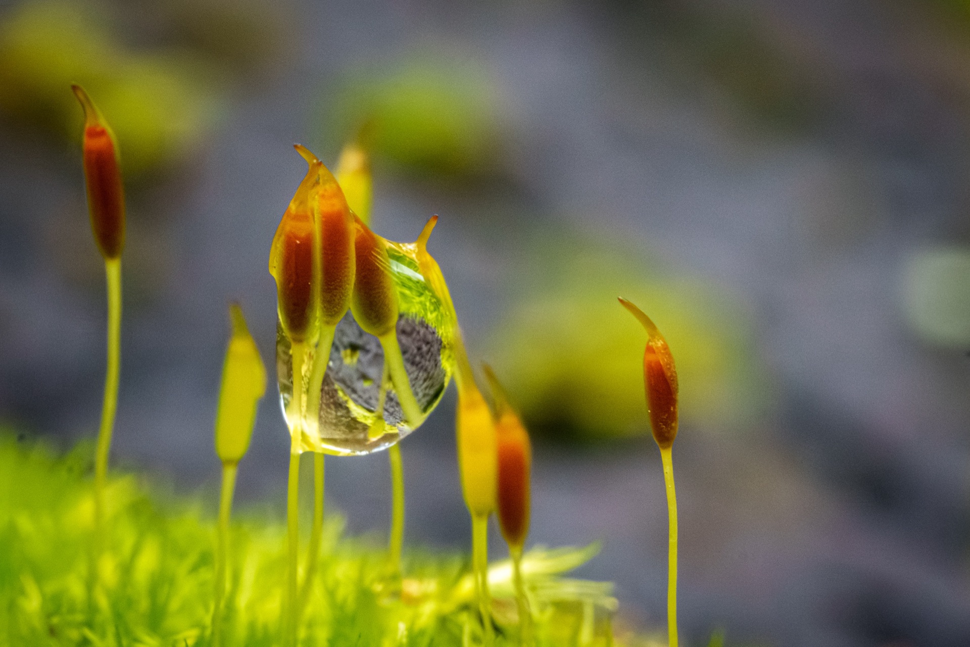 Bright moss spore stalks with a large water droplet, warm amber tones
